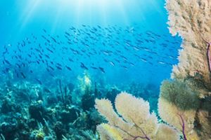 Fish swim through coral reefs in the Bahamas. 