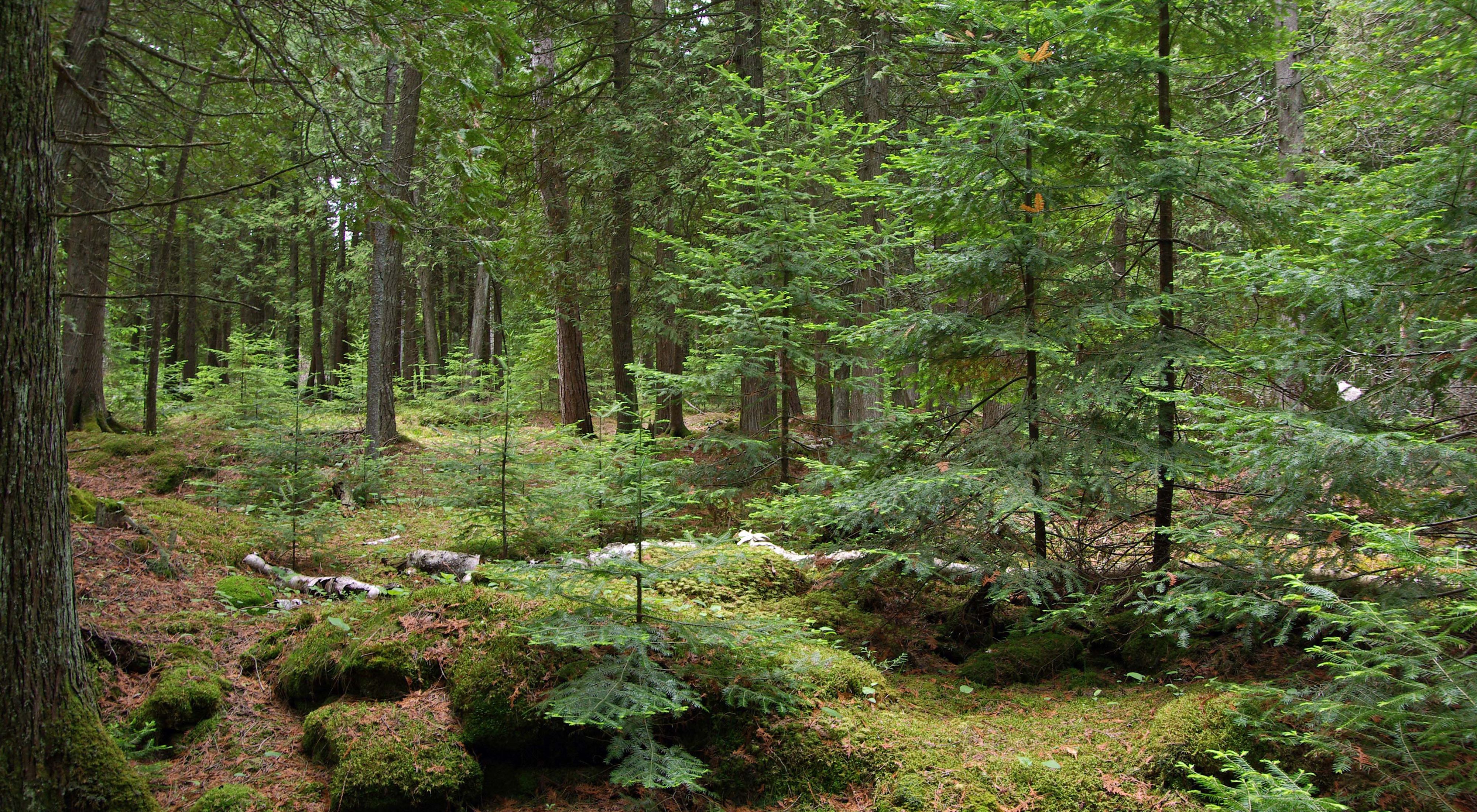 Interior forest scene of land TNC donated at Baileys Harbor Boreal Forest and Wetlands State Natural Area with large conifer trees, saplings and downed logs on forest floor