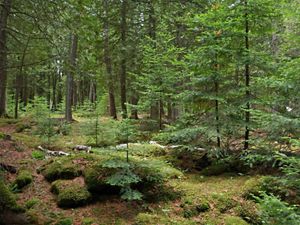 View looking into a forest of conifers and a mossy forest floor.