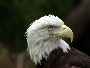 bald eagle in flight.