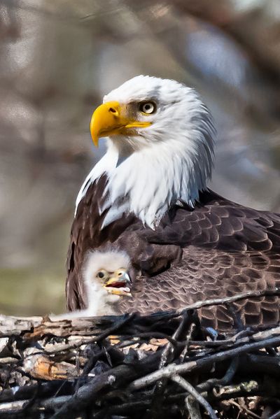 Bald eagle and eagle chick in large nest.