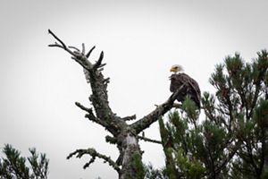 A bald eagle rests on the top of a tall tree on a cloudy, grey day. 
