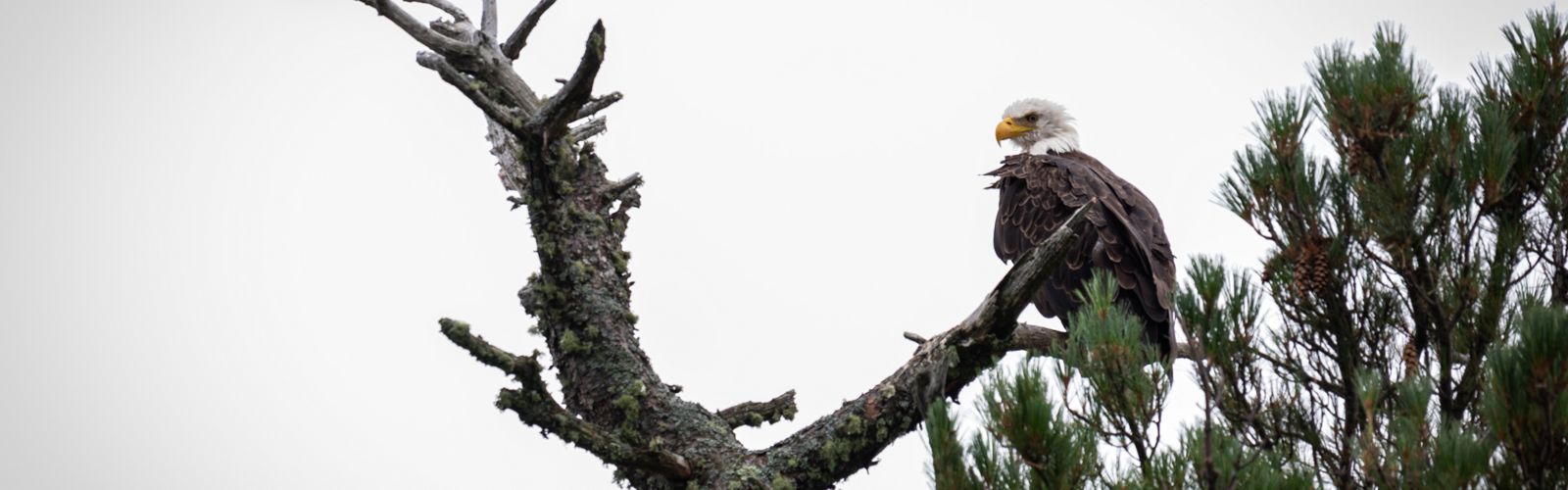 A bald eagle perched in a tree. 