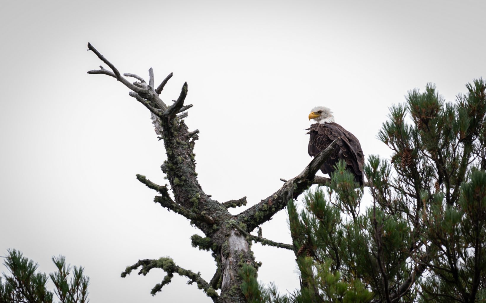 A bald eagle perches at the top of a tree in front of gray skies.