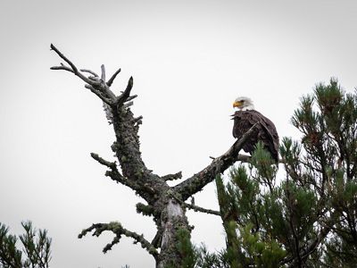 A bald eagle perches on a branch on a dead tree.