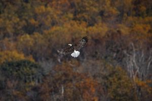 A bald eagle is flying over a forest.