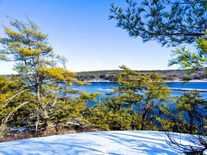 A view of water through pitch pine trees.