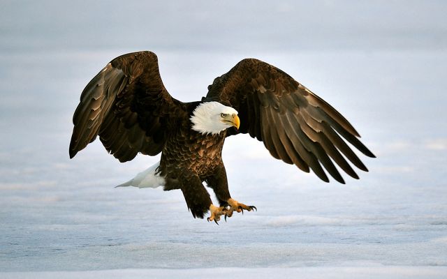 A bald eagle perches at the edge of a lake in the snow.
