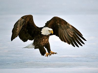 Large bald eagle with wings outstretched and talons ready.