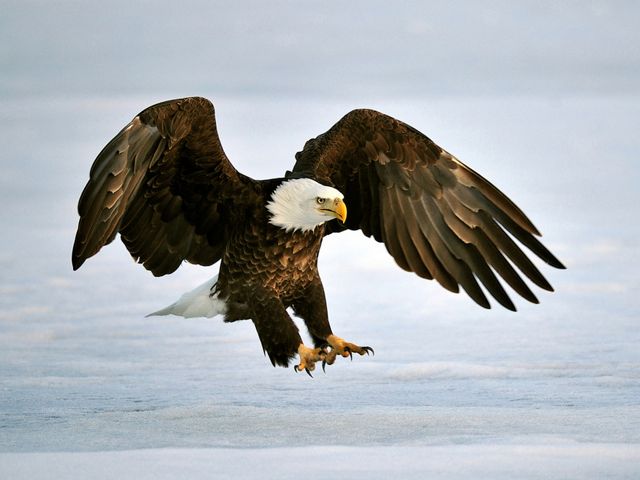 Large bald eagle with wings outstretched and talons ready.