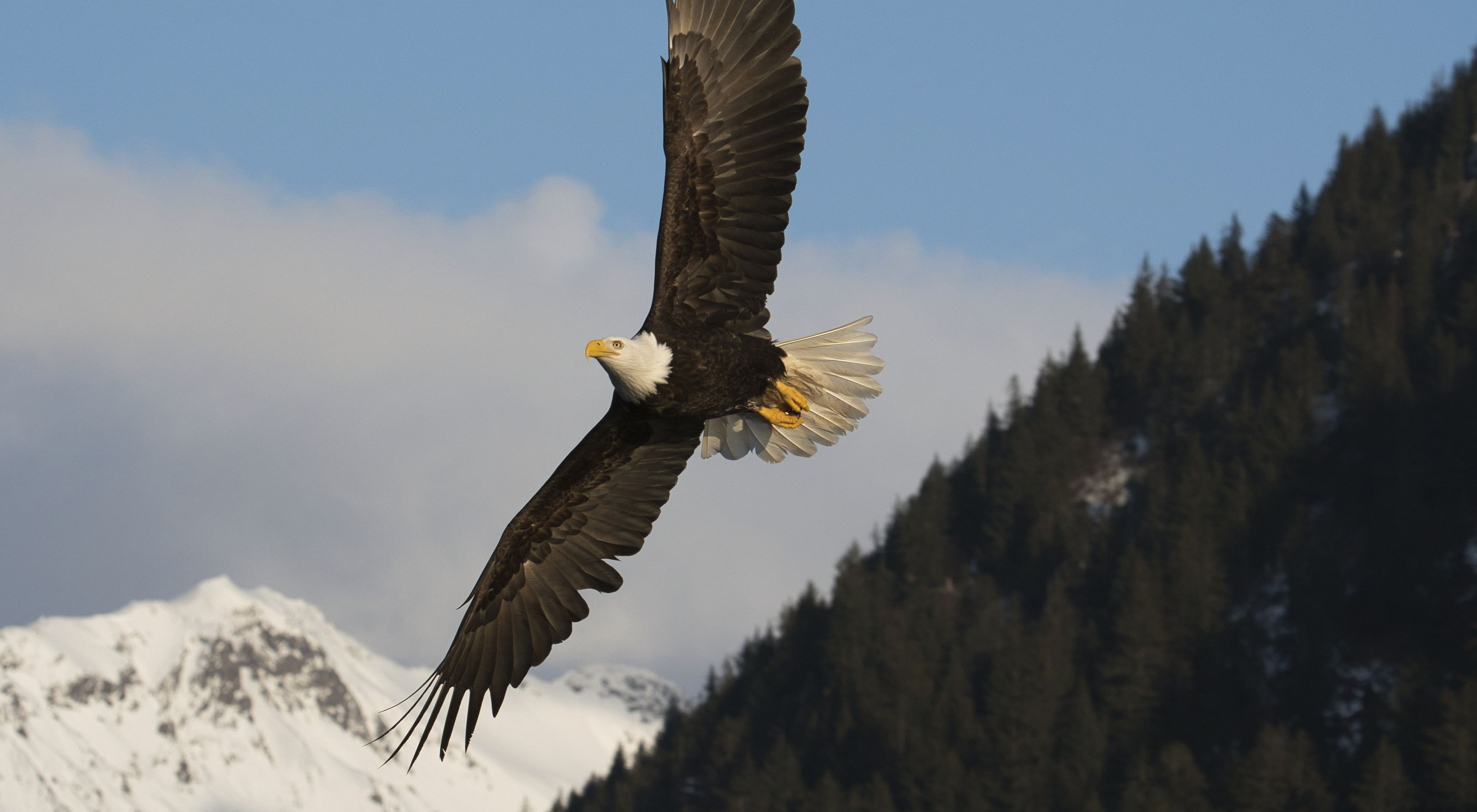 Photo of a bald eagle soaring over Alaska mountains.