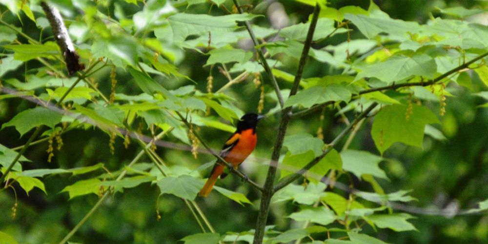 A red and black bird sits perched on the branch of a tree with large green leaves.