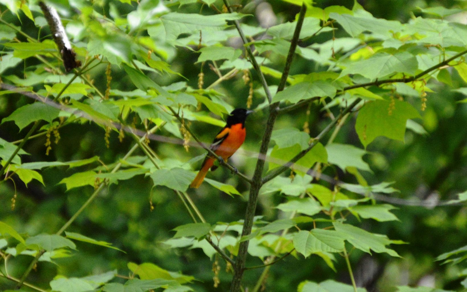 An orange and black Baltimore Oriole hides in a tree.