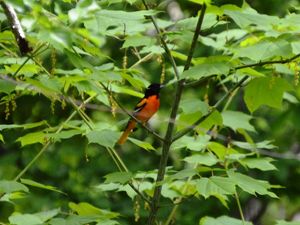 A red and black bird sits perched on the branch of a tree with large green leaves.