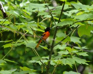 A red and black bird sits perched on the branch of a tree with large green leaves.