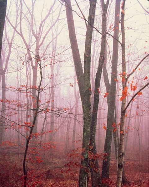 Tree silhouettes in fog in Baraboo Hills.