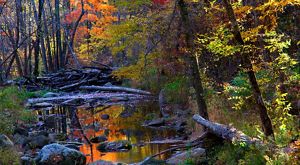 Red, yellow and green foliage along a stream with fallen branches.