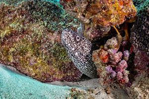 Fotografía submarina de una morena entre los corales.