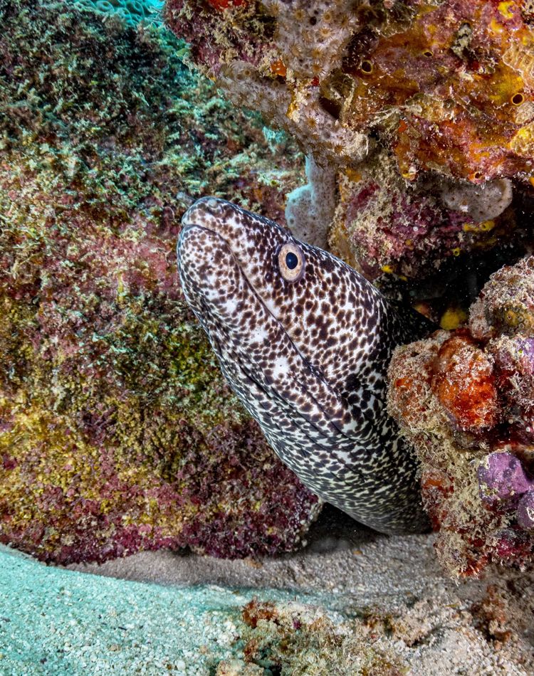 Underwater photo of a moray eel among the corals.