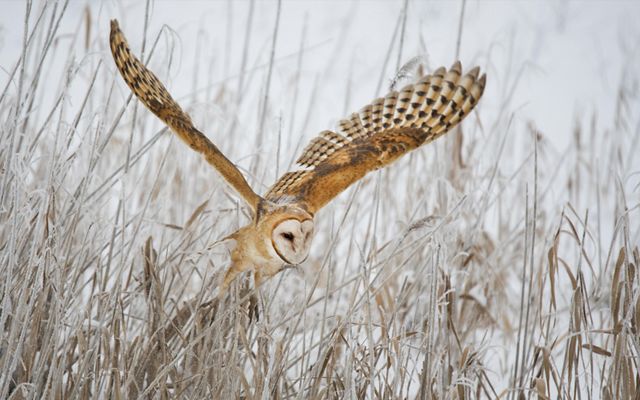 A barn owl lifting off from the reeds while hunting the frozen landscape.