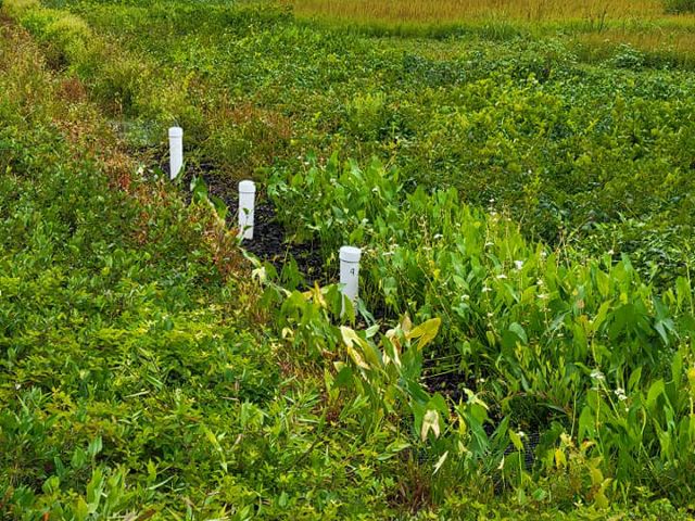 Greenery in a bog with three PVC pipes that are a part of the bioreactor poking up out of the bog.
