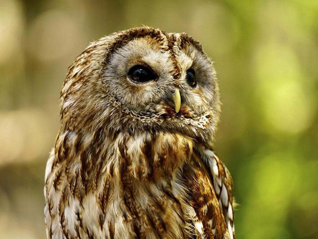 Close up of a barred owl, showing the detail on its brown streaked cream feathers and dark black eyes against a blurred green background.