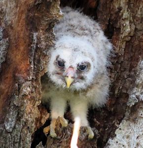 Barred owlet in a tree cavity on Tiger Creek Preserve. 