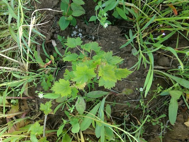 Small berry plant surrounded by grass.
