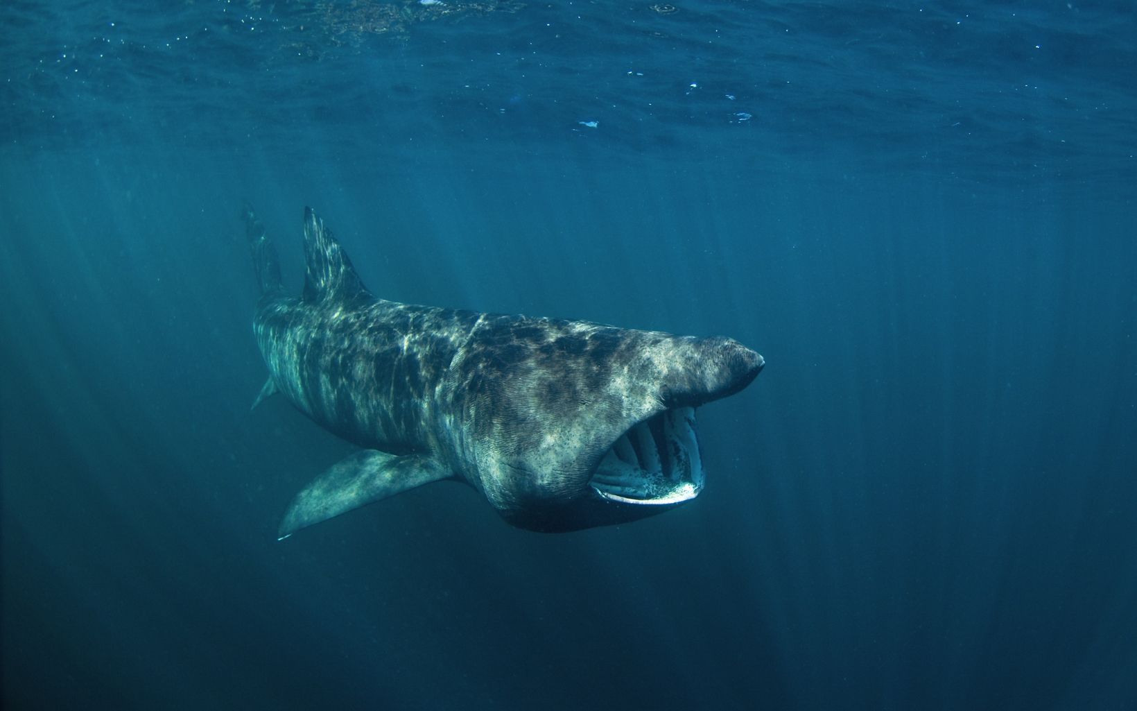 Basking shark swimming with mouth wide open.