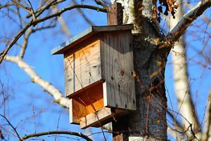 A wooden bat box attached to a tree, surrounded by bare branches under a clear blue sky.