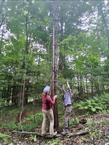 Two people set up an acoustic monitor on a long pole on the side of a tall tree in the woods.