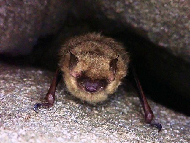 A furry brown bat with pointy ears peeks out from between two rocks.