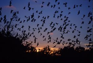 A large group of bats fly into an orange and purple sunset.