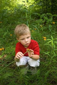 A young boy in a red shirt examines a yellow flower.