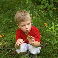 A boy in a red shirt investigating a flower. 