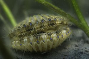 A close up of a bay scallop features blue eyes around its shell.