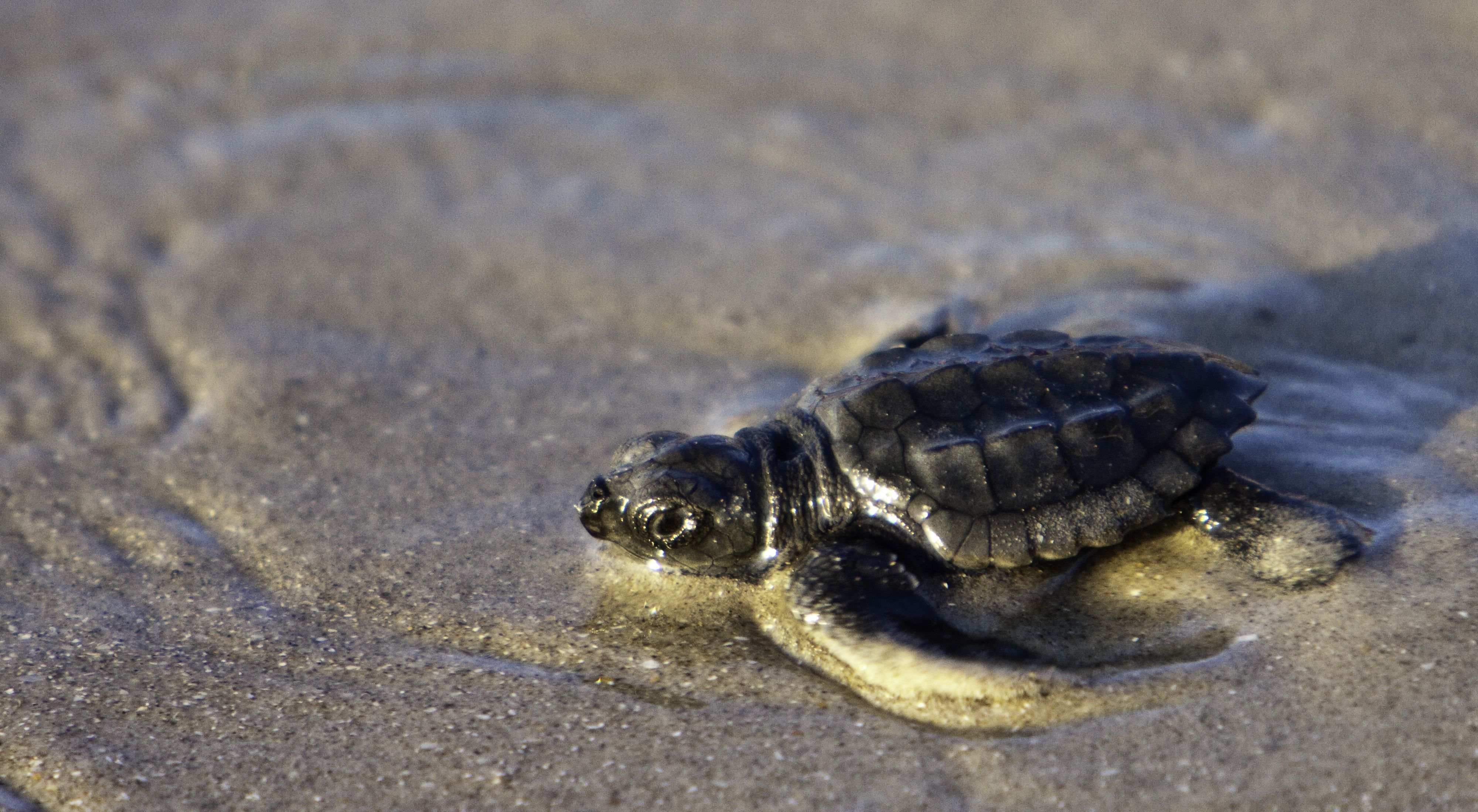 A tiny sea turtle sits in wet sand.