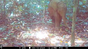 An elephant calf stands in a forest facing the camera.