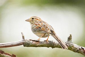 A small red and brown bird rests on a branch.
