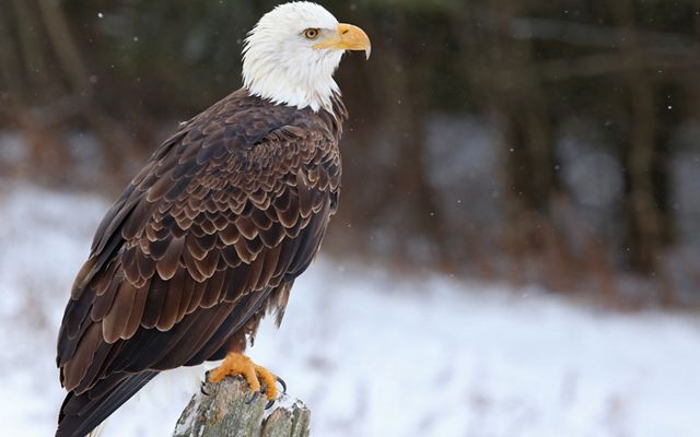 Bald eagle on log in the snow looking off into distance as it snows around him. 