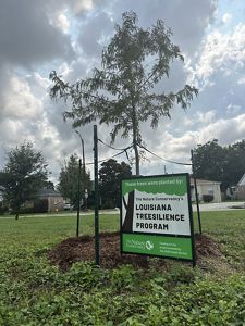 A sign about TNC's tree planting project is set up near a tree in a park.