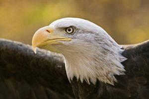 Closeup of the head of a bald eagle.