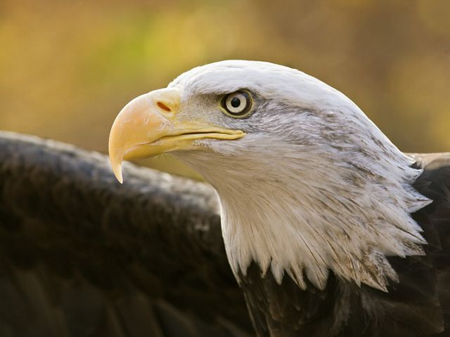 Close cropped view of the head of an adult bald eagle. Its bright yellow hooked beak stands in contrast to its white head. 