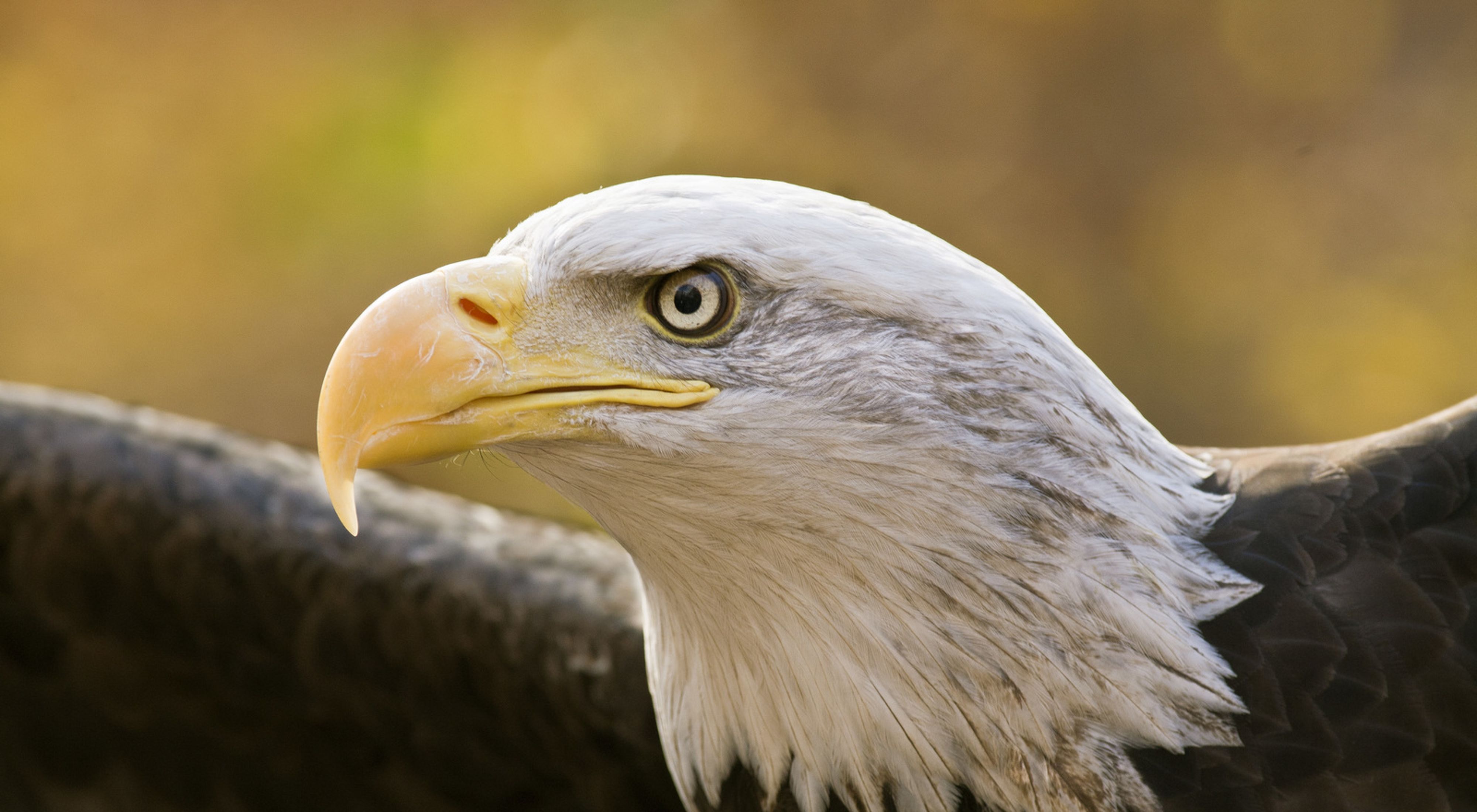 Close-up of bald eagle head.