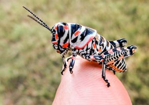 A black, white, and orange grasshopper perched on a human's finger.