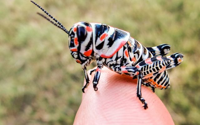 A tiny grasshopper with a stripy white, black and red pattern, sitting on a person's finger.