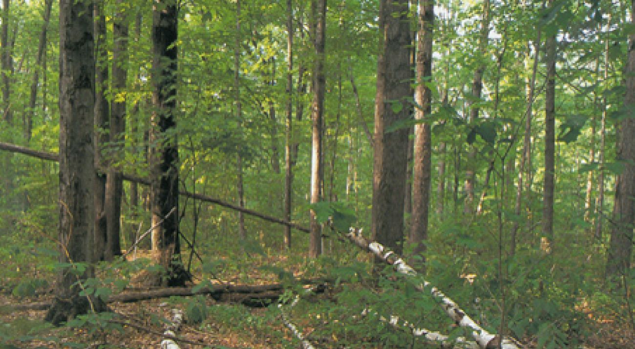 Barker Woods