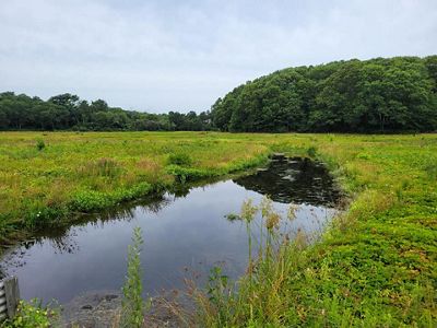 Low-lying green bog shrubbery surrounds an exposed part of the pond, with trees and cloudy skies in the background.
