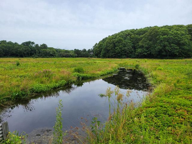 Low-lying green bog shrubbery surrounds an exposed part of the pond, with trees and cloudy skies in the background.