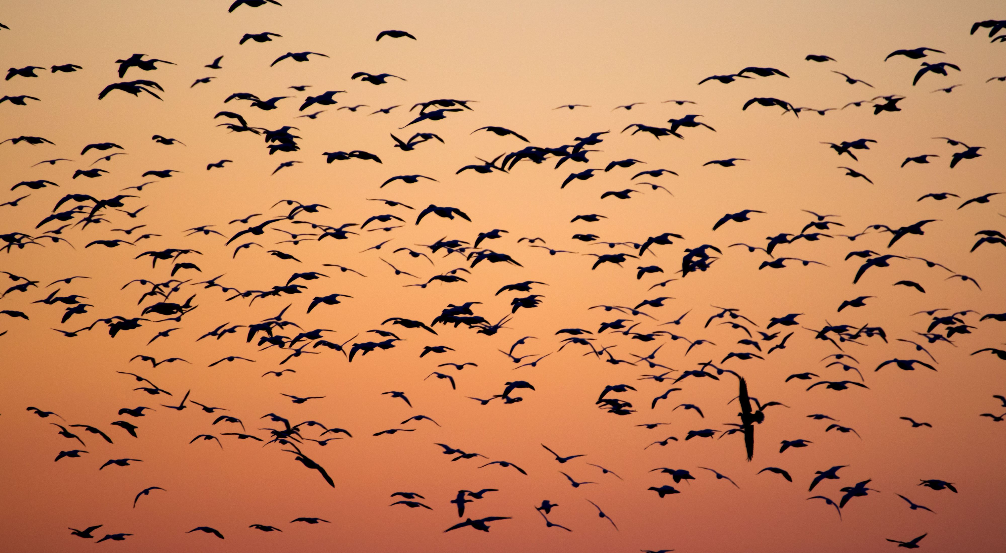 Photo of a flock of birds against a brilliant orange sunrise.
